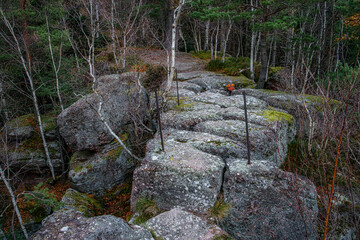 Autumn forest colorful view