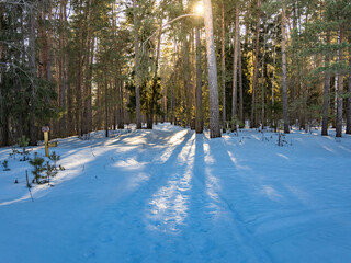 Snow covered forest with a path through it