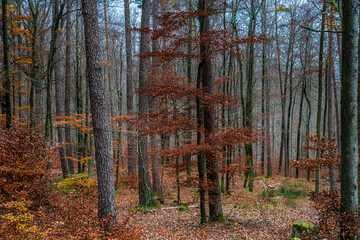 Autumn forest colorful view