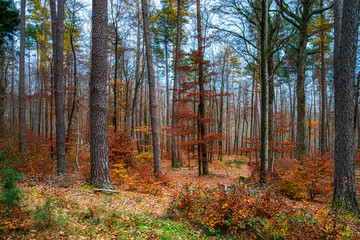 Autumn forest colorful view