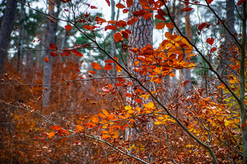 Autumn forest colorful view