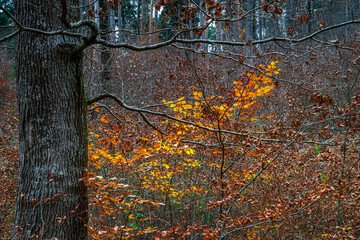 Autumn forest colorful view