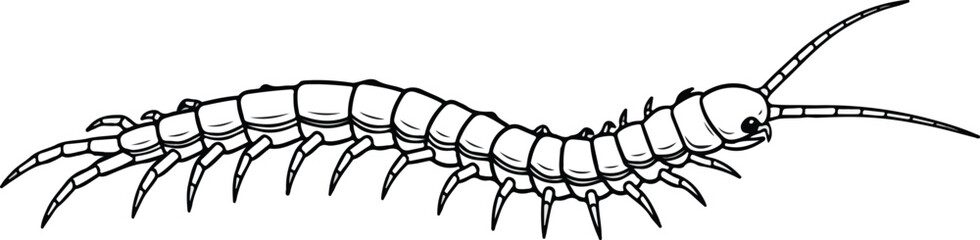 Detailed illustration of a centipede with segmented body and multiple legs.