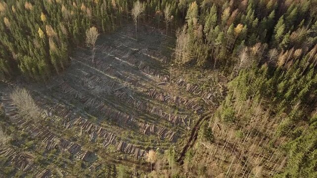 Aerial view of clearcut area in island forest