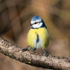 Eurasian blue tit, Cyanistes caeruleus. A bird sits on a branch against a blurred background