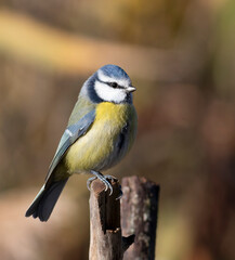 Eurasian blue tit, Cyanistes caeruleus. A bird is sitting on a stump
