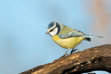 Eurasian blue tit, Cyanistes caeruleus. A bird sits on a beautiful branch