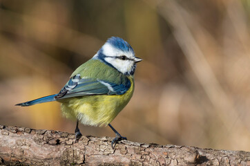 Eurasian blue tit, Cyanistes caeruleus. A beautiful bird sits on a branch, blurred background