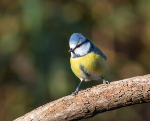Eurasian blue tit, Cyanistes caeruleus. A bird sits on a branch against a beautiful green background