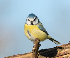 Eurasian blue tit, Cyanistes caeruleus. A bird sits on a branch, looking into the lens