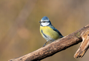 Eurasian blue tit, Cyanistes caeruleus. A bird sits on a dry branch against a beautiful background