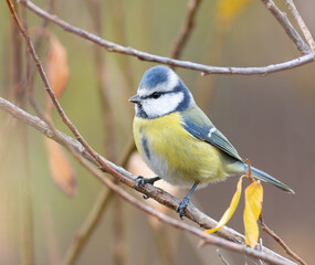 Eurasian blue tit, Cyanistes caeruleus. A bird on a thin branch, among autumn yellow leaves
