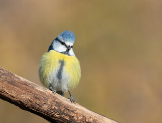 Eurasian blue tit, Cyanistes caeruleus. The bird sits on a branch, fluffing its feathers