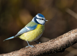 Eurasian blue tit, Cyanistes caeruleus. A bird sits on a branch against a beautiful dark background