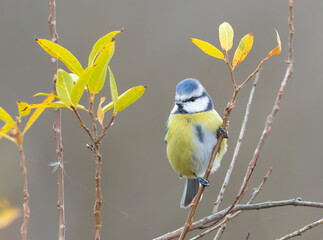 Eurasian blue tit, Cyanistes caeruleus. A bird on a thin branch, among autumn yellow leaves