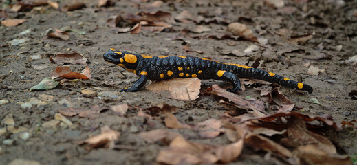 A fire salamander (Salamandra salamandra) crossing a damp forest path covered in autumn leaves in the Bükk Mountains. Detailed close-up showing the vivid black and yellow pattern.