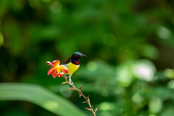 This bird is a male Purple-rumped Sunbird (Leptocoma zeylonica), a small, vibrantly colored bird with a yellow belly and metallic blue-green head, perched on an orange flower.