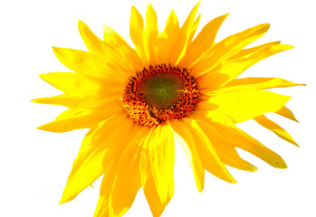 Sunflower displays its bright yellow petals and green center, standing out proudly on white background. Big Sunflower isolated on white background.