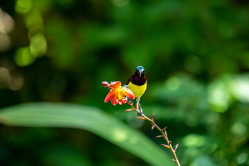 This bird is a male Purple-rumped Sunbird (Leptocoma zeylonica), a small, vibrantly colored bird with a yellow belly and metallic blue-green head, perched on an orange flower.