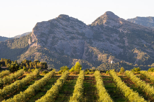 A vineyard landscape shaped by terroir and agriculture in Spain&rsquo;s rural Catalonia, where Terra Alta viticulture and winegrowing create a compelling commercial visual scene