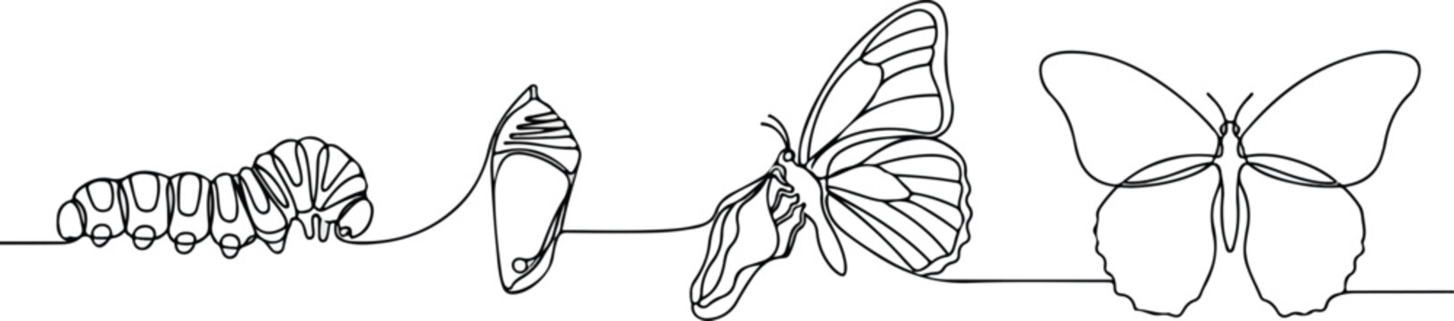 Continuous line drawing of butterfly metamorphosis stages caterpillar chrysalis and butterfly.