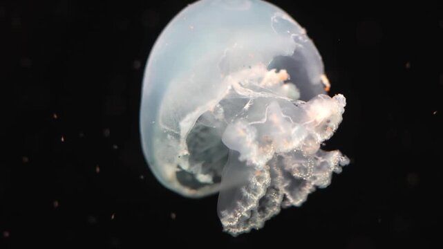 Stomolophus meleagris the cannonball jellyfish drifts gracefully through clear water showing its rounded bell and smooth form in a calm and captivating marine scene