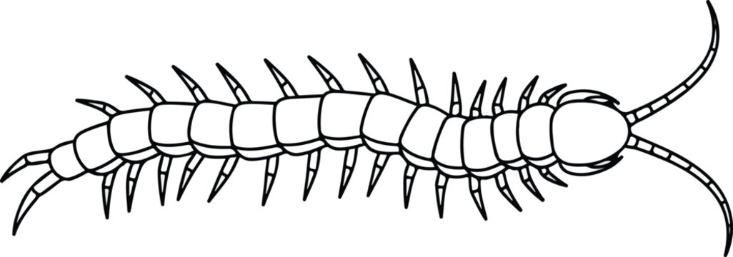 Detailed black and white illustration of a centipede insect side view.