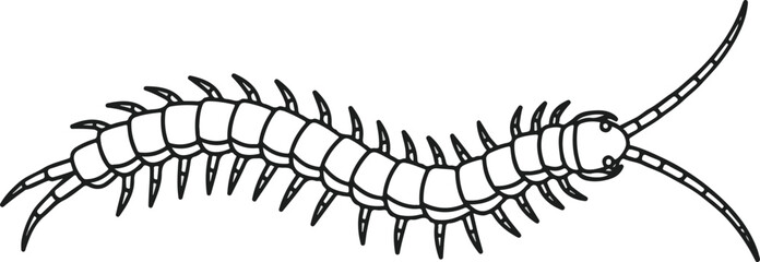 Detailed illustration of a centipede with numerous legs and segmented body structure.
