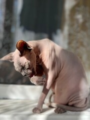 funny sphinx cat