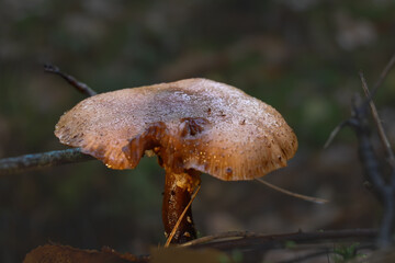 Mushroom growing on a forest floor with dew drops glistening in the morning light