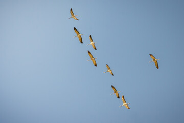 Obraz premium Migration of cranes high in the sky