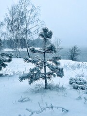 trees after snowfall