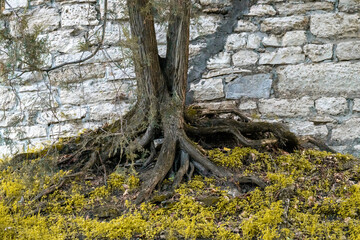 A stone wall in the park covered with roots.
