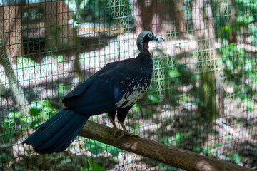 Black-fronted Piping Guan (Pipile jacutinga) in the Atlantic Forest, a Large Black Bird with White Crest and Red Wattle