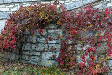 A stone wall covered with ivy and other plants. The wall is made of stone and has a rough texture. Autumn.