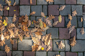 Scattered autumn leaves on the path. Autumn mood.