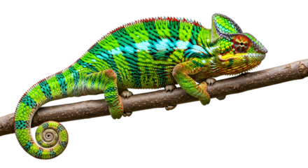 Vibrant green and blue chameleon with coiled tail perched on a branch isolated on a transparent background