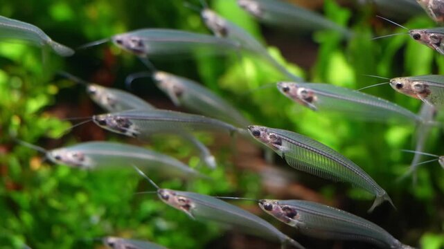 Kryptopterus vitreolus the glass catfish glides through clear water with its transparent body and delicate shimmering form creating a calm and captivating freshwater scene