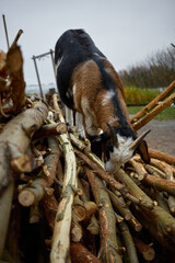 Goat foraging through a pile of branches in an outdoor setting during overcast weather