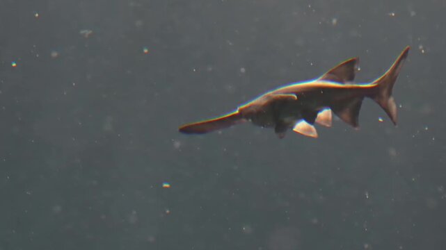 The American paddlefish glides through freshwater with its long paddle shaped rostrum and smooth streamlined body creating a unique and captivating view of this ancient species