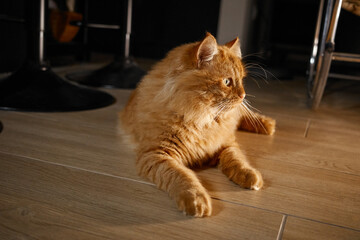 Fluffy orange cat relaxing on wooden floor in cozy indoor space during afternoon light