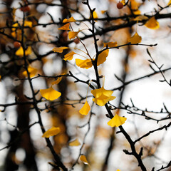 Many yellow ginkgo leaves, black branches, autumn, minimalist aesthetic, beauty of nature, light and shadow.