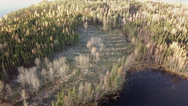 Aerial view of clearcut area in island forest