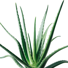 Vibrant green aloe vera plant with sharp pointed leaves isolated on a black background with soft lighting highlighting its natural texture and healthy succulent form