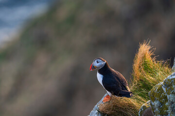 Atlantic puffin (Fratercula arctica)