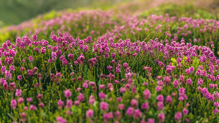 Obraz premium Mountain Landscape with Field of Pink Wildflowers