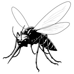 mosquito isolated on white background
