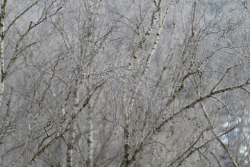 Icy delicate twigs, Intricate frost patterns adorn fragile snowcovered tree limbs, Delicate icy branches coated in shimmer with detailed frozen crystalline designs © beholdereye