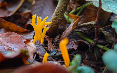 Bright Yellow Coral Fungus Growing Among Autumn Leaves