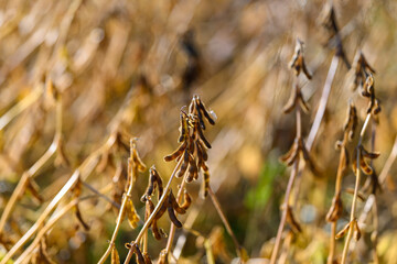Withered plant parts in muted shades, Seasonal decline of soybean plants observed closely, Detailed view of soybean pods and stems showing seasonal dryness and fading hues